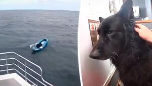 Auf Kajak abgetrieben: Hund fünf Kilometer vor englischer Küste gerettet