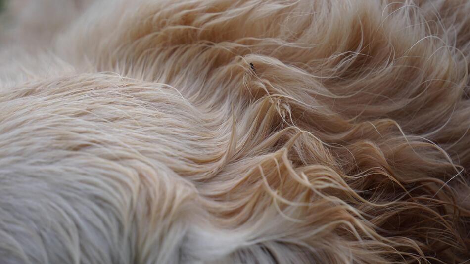 Hund, Fell