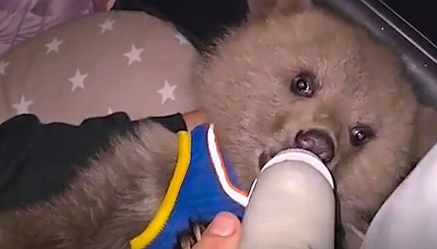 Verlassen im Wald gefunden: Bärenbaby in Russland gerettet