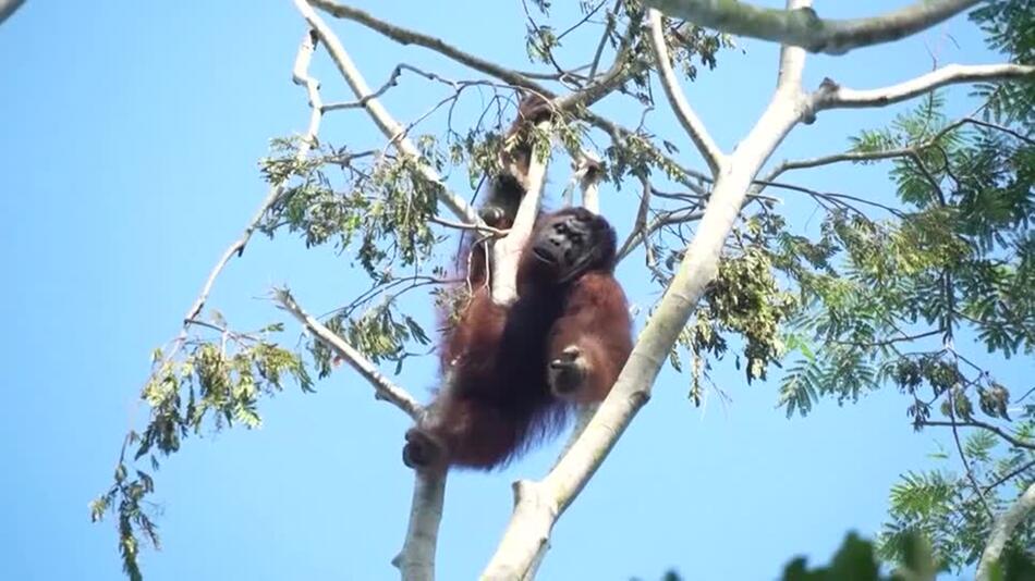 Rettung vor den Flammen: Tierschützer helfen Orang-Utans in Not