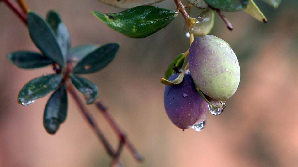 Schlechte Ernte treibt Preise für Olivenöl in die Höhe