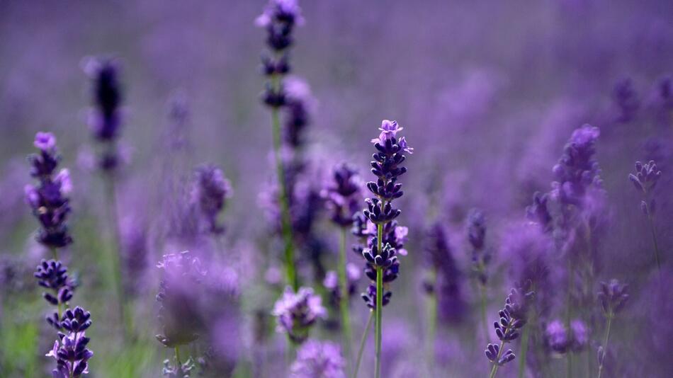 Lavendel in einem Garten