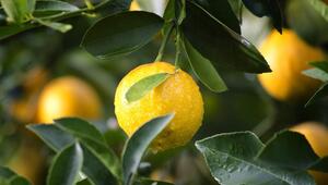 Zitronen aufbewahren