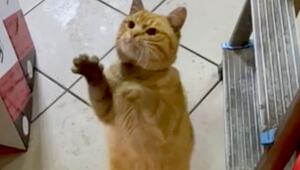 Wink mit der Pfote: Katze gibt Besitzer geheime Zeichen