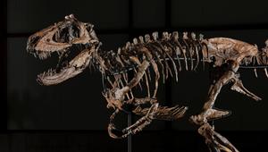 Dino-Skelett in New York versteigert