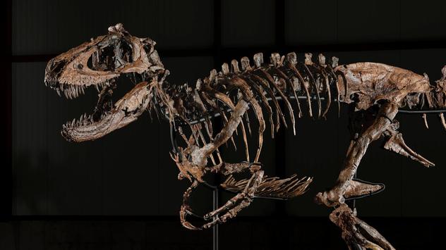Dino-Skelett in New York versteigert