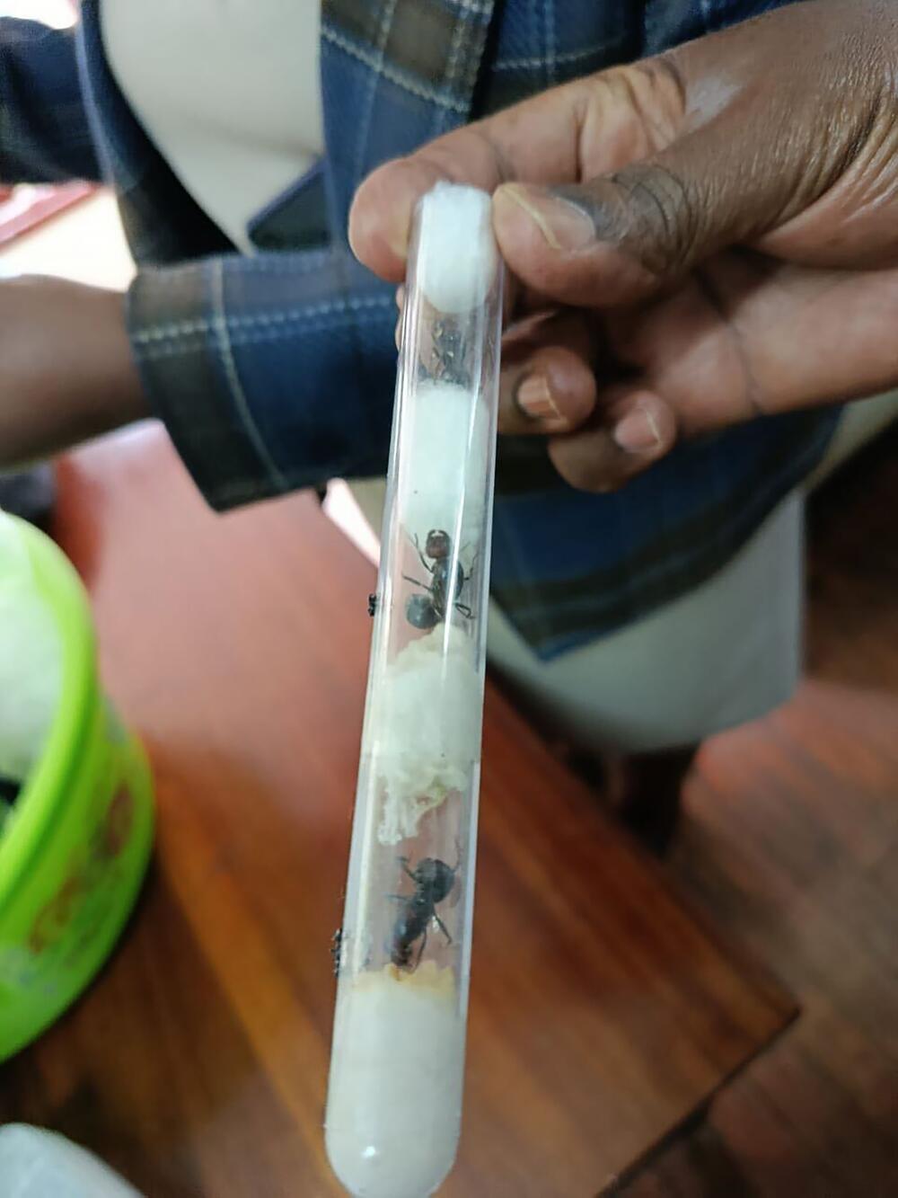 Ameisenschmuggler in Kenia verurteilt