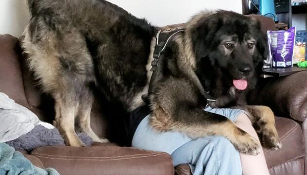 Riesenbrocken: Junger Hund begräbt Frau unter sich