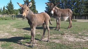 Zuckersüßer Zebresel: Esel und Zebra werden im Tiererlebnispark Müritz Eltern