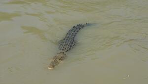 Krokodile in Australien