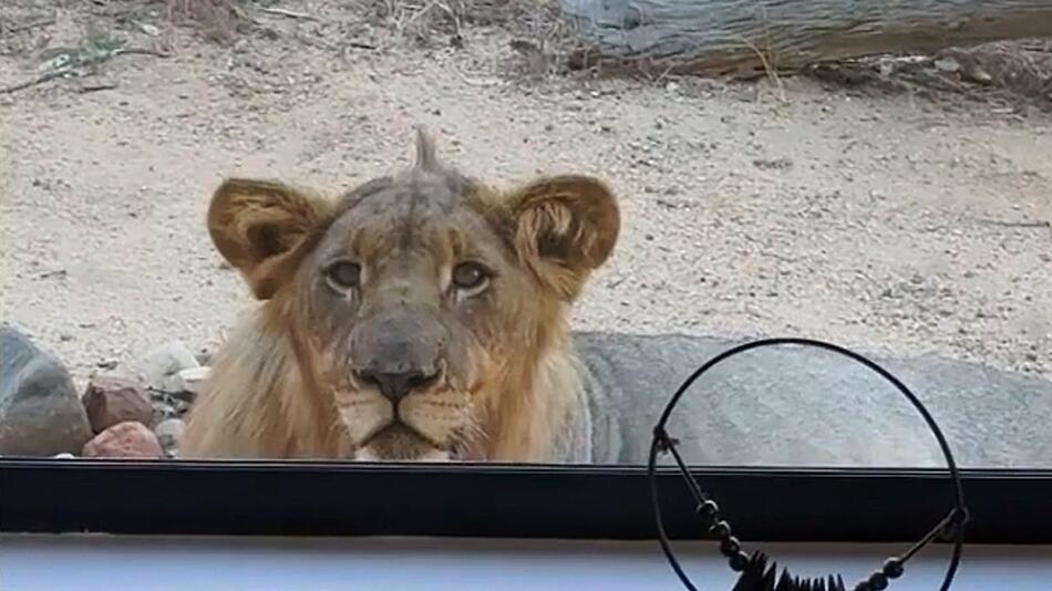 Neugierige Raubkatze: Junger Löwe lugt durch Fenster ins Haus