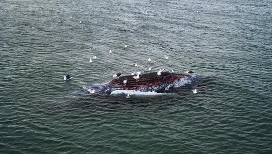 Toter Wal vor dänischer Insel Anholt entdeckt