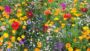 Wildblumenwiesen sind nicht nur schön, sondern auch hilfreich für Insekten.