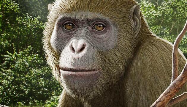 Illustration von Masripithecus moghraensis