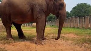 Hamster und Elefant