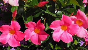 Dipladenia