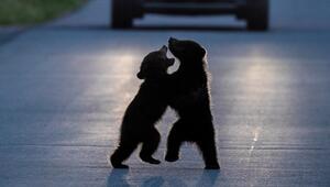 Bärenbabys auf Straße vor Autos