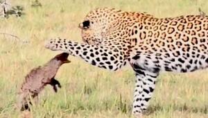 Mungo verteidigt sich tapfer gegen Leoparden – dann kommt völlig unerwartete Hilfe