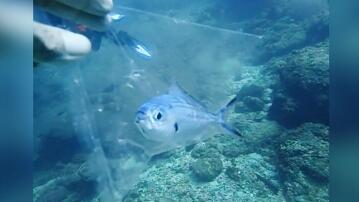 Taucher, Fisch, Rettung, Thailand, Phuket, Küste, Plastiktüte