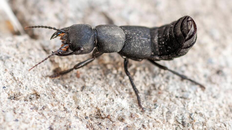 Schwarzer Moderkäfer