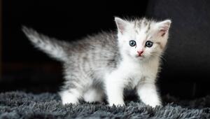 Ein Katzenjunges geht in einem Wohnzimmer.