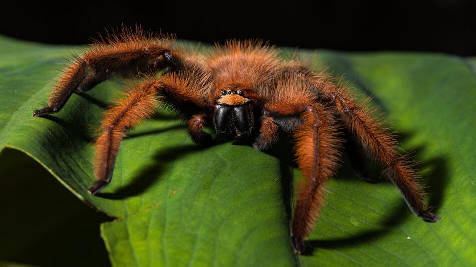 Spinne mit tödlichem Gift in Halle in Hamm entdeckt