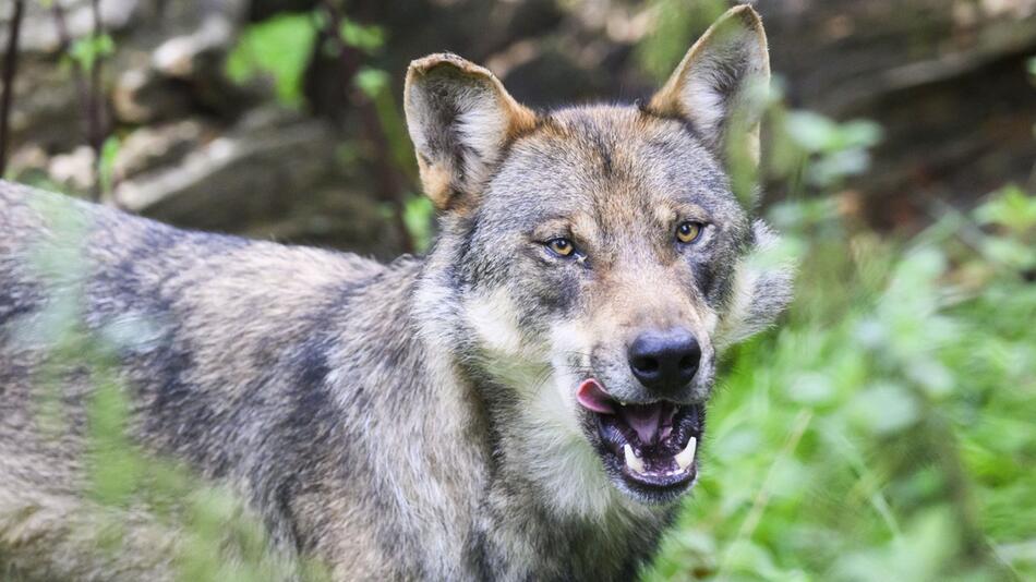 In Tirol wurde erneut ein Wolf geschossen