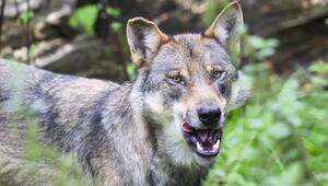 In Tirol wurde erneut ein Wolf geschossen