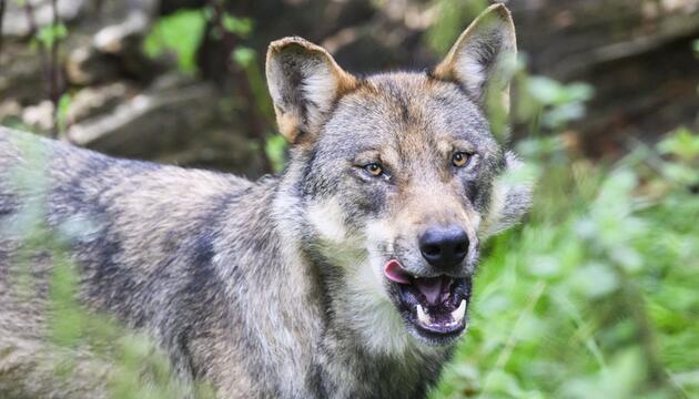 In Tirol wurde erneut ein Wolf geschossen