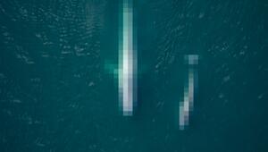 Erkennen sie dieses Tier Rätsel 