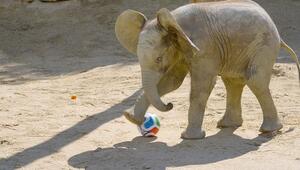 WM-Fieber im Zoo: Elefantenbaby zeigt erstaunliche Fußballkünste in Wien