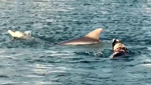 Spielkameraden unter Wasser: Hund paddelt mit Delfinschule