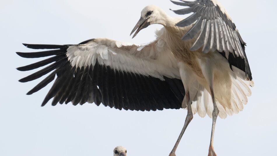 Jungstörche lernen fliegen