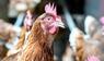 Huhn in Nahaufnahme