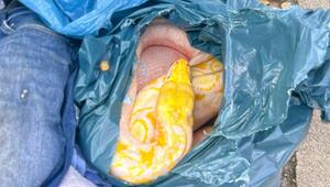 Netzpython in Müllsack entdeckt