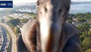 Zum Fressen gern: Brasilianischer Rabengeier nimmt Verkehrskamera ins Visier