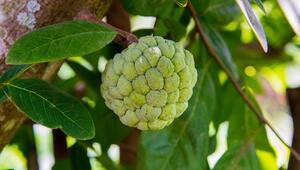 Cherimoya.