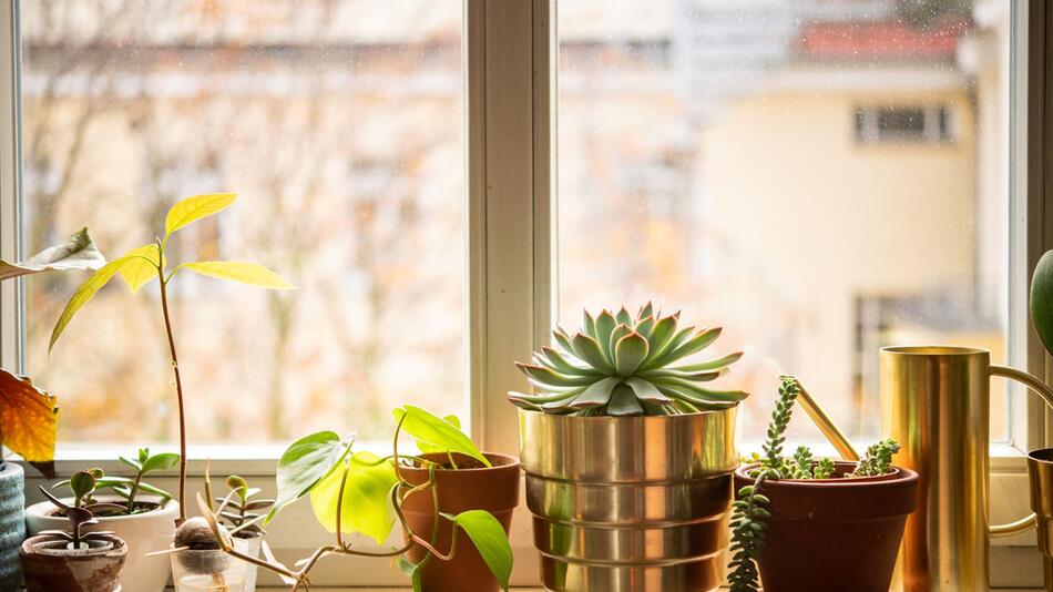 Pflanzen stehen auf einer Fensterbank