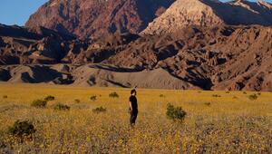 Superblüte im Death Valley