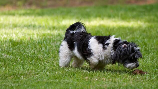 Hund riecht Kot