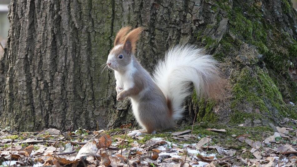 Strahlend weißer Schwanz: Eichhörnchen verblüfft mit besonderer Fellfarbe