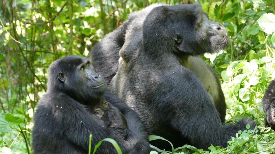 Berggorillas in Uganda