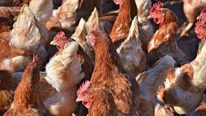 Ende der Käfighaltung von Legehennen: Was ändert sich 2026 wirklich?