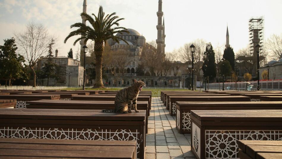 Straßenkatzen sind in Istanbul fester Bestandteil des Stadtbildes