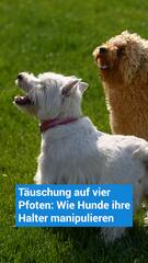Wenn dein Hund dich austrickst: Was die Wissenschaft weiß