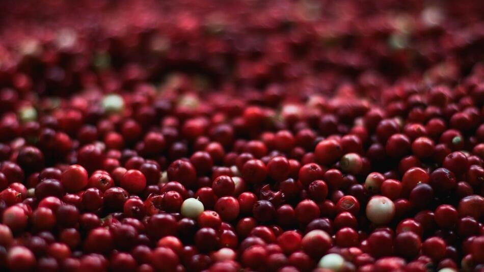 cranberry preiselbeere
