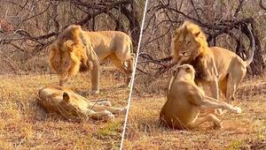 Löwin schwer genervt: Liebesbedürftiger Löwe bekommt kratzige Abfuhr