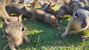 Zu viel Junkfood: Erdhörnchen sorgen in Park in Santa Monica für Chaos