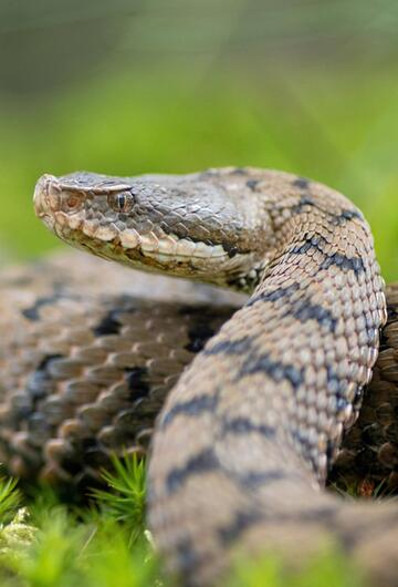 Aspisviper