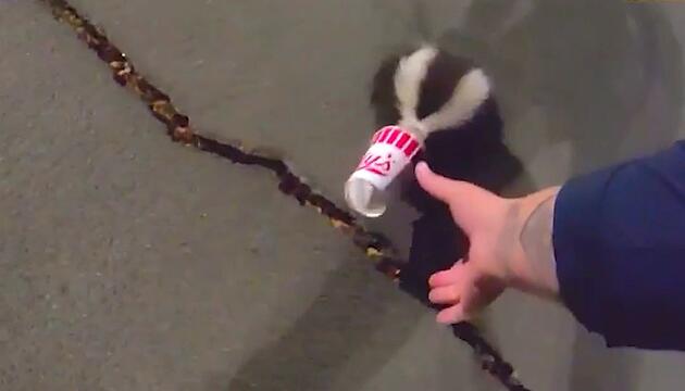 Mutiger Einsatz: Polizistin befreit Stinktier mit Plastikbecher auf dem Kopf